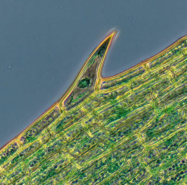 水草樣本（伊樂藻），相差成像