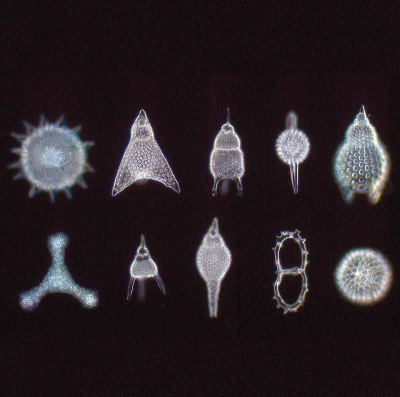 有孔蟲目化石樣本，暗場(chǎng)成像，平場(chǎng)消色差物鏡&nbsp;40×/0.65