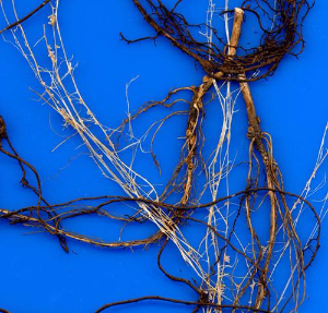 根系分析系統(tǒng) WinRHIZO