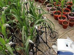 多葉室動態(tài)光合儀 YZQ-100E