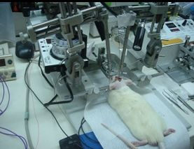 大小鼠腦立體定位儀 SI-I