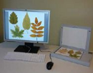 多用途葉面積儀 WinFOLIA