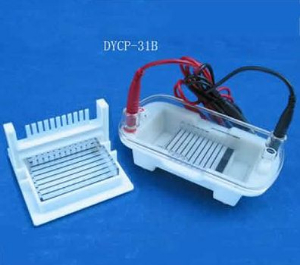 瓊脂糖水平電泳儀 DYCP-31BN