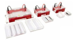 水平電泳槽 Compact L