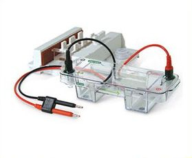 Bio-Rad伯樂水平 Sub-Cell GT水平電泳槽